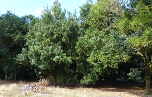 Macadamia orchard